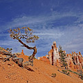 Bryce Canyon National Park - Shaped by the Wind Photograph by Yvonne Jasinski Bryce Canyon National Park - Shaped by the Wind Photograph by Yvonne Jasinski
