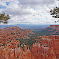Bryce Canyon National Park - Panorama with Branches Photograph by Yvonne Jasinski Bryce Canyon National Park - Panorama with Branches Photograph by Yvonne Jasinski