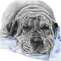 Bubba Drawing by Louise Howarth Bubba Drawing by Louise Howarth