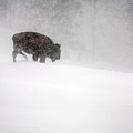 Buffalo in Winter Storm Photograph by Craig J Satterlee Buffalo in Winter Storm Photograph by Craig J Satterlee