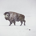 Buffalo in Yellowstone Winter Photograph by Craig J Satterlee Buffalo in Yellowstone Winter Photograph by Craig J Satterlee