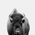 Buffalo Photo 135 black and white Photograph by Lucie Dumas Buffalo Photo 135 black and white Photograph by Lucie Dumas