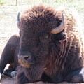 Buffalo  by Virginia White