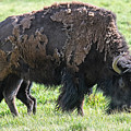 Buffalo with baby beefalo Digital Art by Tammy Keyes Buffalo with baby beefalo Digital Art by Tammy Keyes