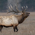 Bugling Elk by Brad Schwarm