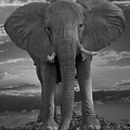 Bull Elephant Photograph by Larry Linton Bull Elephant Photograph by Larry Linton
