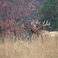 Bull Elk - Wapiti Photograph by Rehna George Bull Elk - Wapiti Photograph by Rehna George