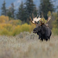 Bull Moose in Fall Colors by Brad Schwarm