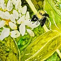 Bumble by Kellie Chasse
