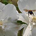 Bumblebee and White Flowers by Robert Sharpe