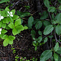 Bunchberry Repose by Lon Dittrick