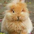 Bunny in Hamburg, Germany Photograph by David Morehead Bunny in Hamburg, Germany Photograph by David Morehead