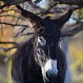 Burro and Tree by Carien Schippers