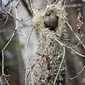 Bushtit Nest Building by Randy Hall