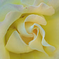 Butter Cream Photograph by Cathy Kovarik Butter Cream Photograph by Cathy Kovarik