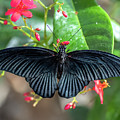 Great Mormon Butterfly 5539-042421-2 by Tam Ryan
