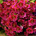 Butterfly Flowers Photograph by Deb Beausoleil Butterfly Flowers Photograph by Deb Beausoleil