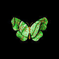 Butterfly Green Gold by Fitri Apriliyani