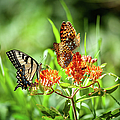Butterfly Harmony Photograph by Dan Carmichael Butterfly Harmony Photograph by Dan Carmichael