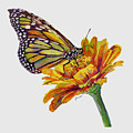 Butterfly Kiss on White Painting by Hailey E Herrera Butterfly Kiss on White Painting by Hailey E Herrera