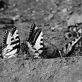 Butterfly Nation Swallowtail Butterflies Black and White Photograph by Demetrai Johnson Butterfly Nation Swallowtail Butterflies Black and White Photograph by Demetrai Johnson