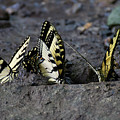 Butterfly Nation Swallowtails Butterflies Photograph by Demetrai Johnson Butterfly Nation Swallowtails Butterflies Photograph by Demetrai Johnson