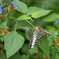 Butterfly on leaf by Cathy Donohoue