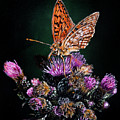 Butterfly on Pink Flowers by Lachri