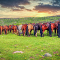 Butts Photograph by DB Hayes Butts Photograph by DB Hayes