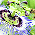 Buzzing around 01 Digital Art by Kevin Chippindall Buzzing around 01 Digital Art by Kevin Chippindall