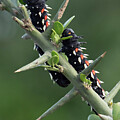 Cabbage Tree Caterpillar by Leslie Struxness