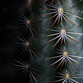 Cactus 9536 Photograph by Julie Powell Cactus 9536 Photograph by Julie Powell