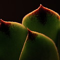Cactus 9609 Photograph by Julie Powell Cactus 9609 Photograph by Julie Powell