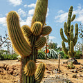 Cactus Country Photograph by Vicki Walsh Cactus Country Photograph by Vicki Walsh