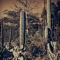 Cactus Garden 9 Photograph by Lawrence Knutsson Cactus Garden 9 Photograph by Lawrence Knutsson