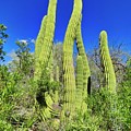 Cactus Sway Photograph by Judy Kennedy Cactus Sway Photograph by Judy Kennedy