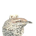 Cactus Wren Drawing by Karrie J Butler Cactus Wren Drawing by Karrie J Butler
