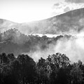 Cades Cove Forest Fog Black And White by Dan Sproul