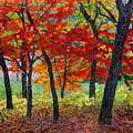 Cadmium Flame Painting by Hailey E Herrera Cadmium Flame Painting by Hailey E Herrera