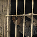 Caged Photograph by M Kathleen Warren Caged Photograph by M Kathleen Warren