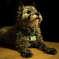 Cairn Terrier on the Floor by Douglas Allen