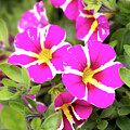 Calibrachoa Pink Stars by Gary Geddes