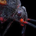 California Bee Assassin 2 Photograph by Endre Balogh California Bee Assassin 2 Photograph by Endre Balogh