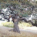 California Oak by Lupen Grainne