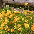 California Poppies on Carmel beach Photograph by Luisa Millicent California Poppies on Carmel beach Photograph by Luisa Millicent
