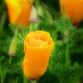 California Poppy by Joe Fisher