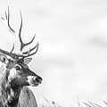 California Tule Elk Bull by Mike Fusaro