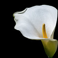 Calla Lily 3 Photograph by Kathy Paynter Calla Lily 3 Photograph by Kathy Paynter
