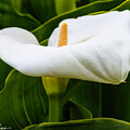 Calla Lily by Joe Fisher
