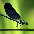 Calopteryx virgo - the Beautiful Demoiselle Photograph by Olivier Parent Calopteryx virgo - the Beautiful Demoiselle Photograph by Olivier Parent
